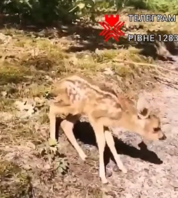 Диво поруч: з лісу на Рівненщині до людей вийшла маленька косуля (ВІДЕО)