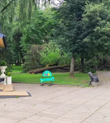 ⛔ У Центральному парку Луцька на алею впало величезне дерево