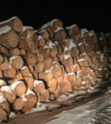 На Волині лісівників та директора підприємства підозрюють у масштабній незаконній вирубці дерев