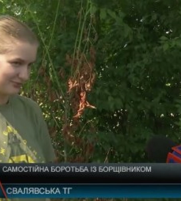 Самостійна боротьба з борщівником на Закарпатті (відео)
