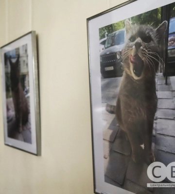 Котяча фотовиставка відбулася у Кропивницькому (фоторепортаж)