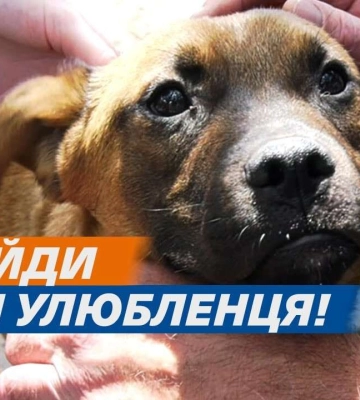 Знайди собі улюбленця: як дніпряни можуть допомогти евакуйованим з фронту та врятованим від смерті тваринам