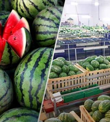 В Украине начали продавать первые партии арбузов