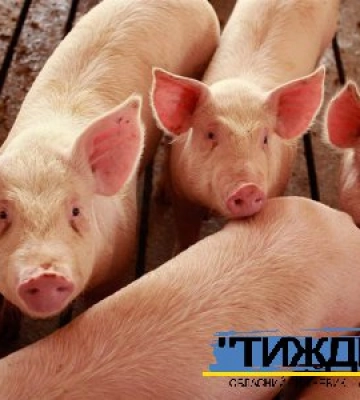 УВАГА! Африканська чума свиней