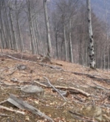 Незаконні рубки в Карпатах: трьох лісоохоронців звинувачують у службовій недбалості