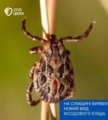 На Сумщині виявлено новий вид іксодового кліща