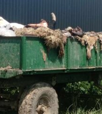 Трупи худоби і нестерпний запах: мешканці Великого Тростянця протестють проти незаконного забою