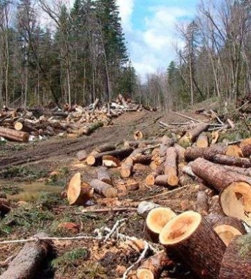 На Закарпатті судитимуть чотирьох посадовців лісової галузі, які завдали збитків довкіллю на суму понад ₴11 мільйонів