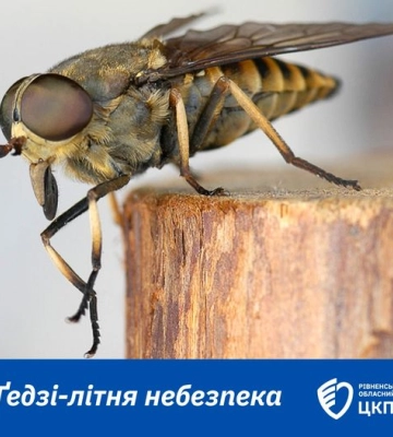 Рівненські медики розповіли, що робити, якщо вжалив ґедзь