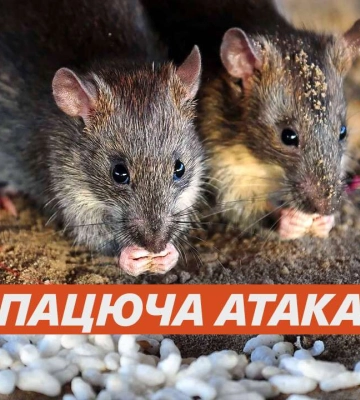 У Дніпрі розвелися зграї гризунів біля багатоповерхівки