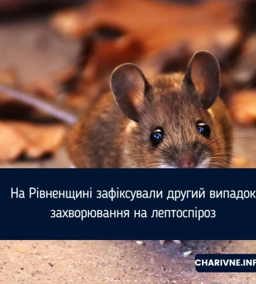 На Рівненщині вдруге за літо зафіксували випадок лептоспірозу