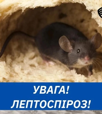 На Рівненщині вдруге за літо зафіксували випадок лептоспірозу