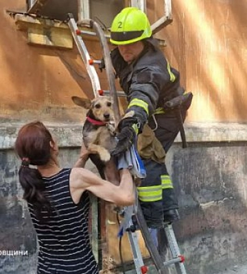 У Дніпрі під час пожежі врятували двох песиків