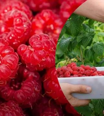 Нестача робочих рук: багато українських фермерів не зможуть вчасно зібрати малину