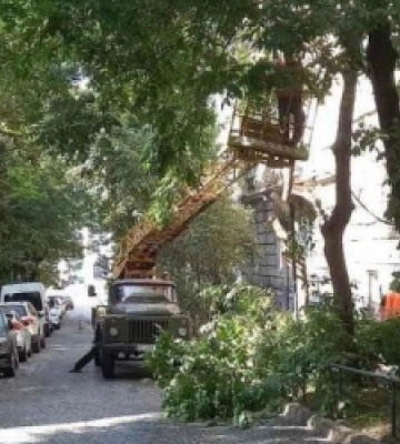 У центральній частині Львова розпочали санітарну обрізку дерев