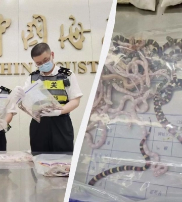 Чоловіка зупинили на митниці зі 100 живими зміями у штанях