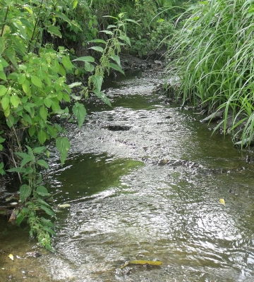 На Львівщині повернули право громади на землі водного фонду вздовж річки Західний Буг