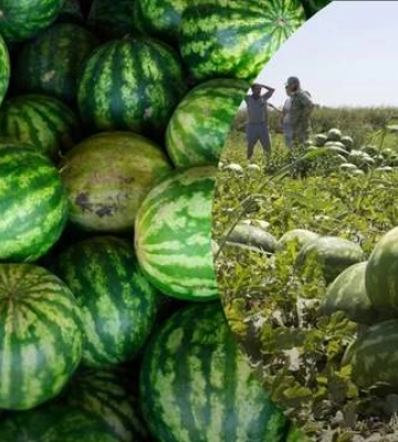На Херсонщині вже зібрали перші 160 тонн кавунів