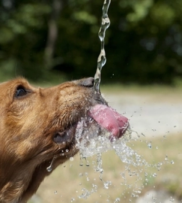 Хмарно та до +33°C: погода в Луцьку в п&#039;ятницю, 12 липня