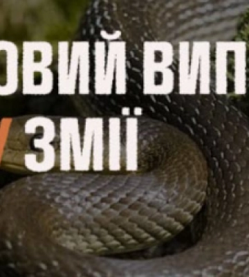 80-річну мешканку Львівщини госпіталізували після укусу змії