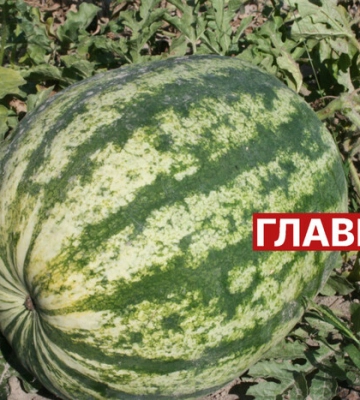 Сезон кавунів: коли починати? Науковиця дала пораду споживачам