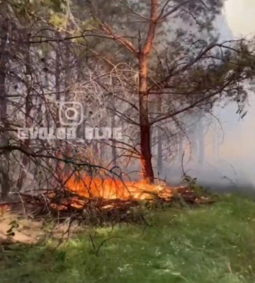 На півночі Рівненщини зупинили трактор із нелегальною деревиною