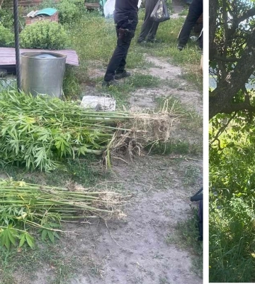 На Харківщині поліціянти дронами шукають зарості коноплі
