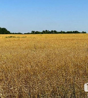 На Криворіжжі вже з половини полей зібрали врожаї зернових та зернобобових культур