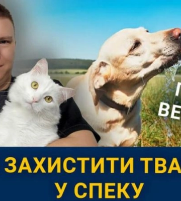 Як захистити тварин у спеку і не зашкодити порадами з Тік-току