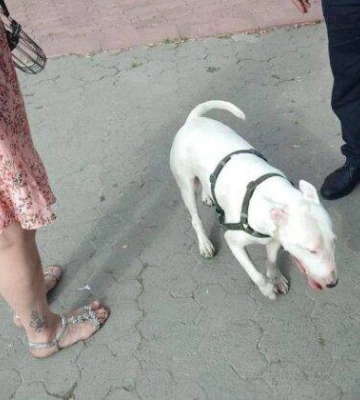 Вигулювала без намордника. У Первомайську притягнули до відповідальності власницю собак бійцівської породи.