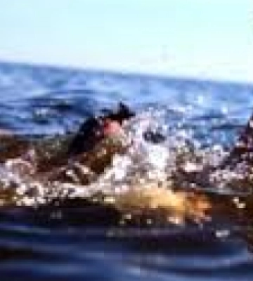 Учора на Львівщині потонули дві людини
