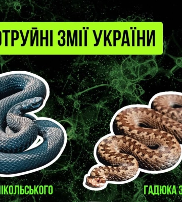 Увага! Сезон активності плазунів розпочався!