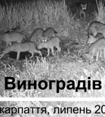 Шакали на Закарпатті: Зростання популяції та його наслідки