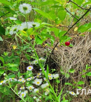Сильна спека, місцями короткочасні дощі: прогноз погоди на 16 липня