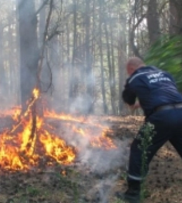 У Тарутинській громаді на Одещині через пожежу вигоріло 3,5 гектара лісу