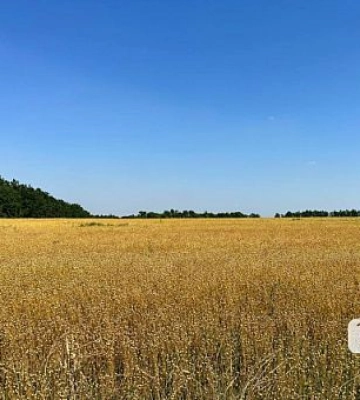 Аграрии Днепропетровщины среди лидеров по сбору зерновых