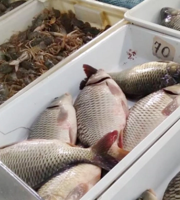 Названо найдорожчу продукцію аквакультури