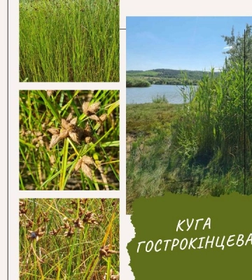 На Одещині росте рідкісна корисна рослина