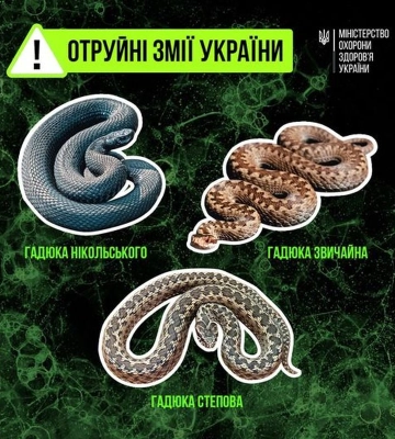 У МОЗ розповіли, як діяти, якщо людину вкусила отруйна змія
