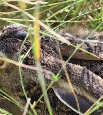 У ліси на Полтавщині випустили молодняк зайця сірого