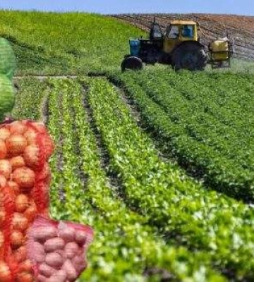 Спека на півдні України може призвести до овочевої кризи