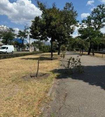 У Миколаєві вандали зламали молоді дерева