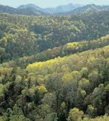 У Львівській області знайдено тіло чоловіка, який заблукав у лісі