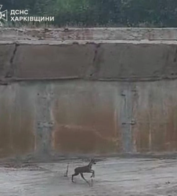 Маленька козуля опинилася в пастці на підприємстві в Харкові: як її рятували
