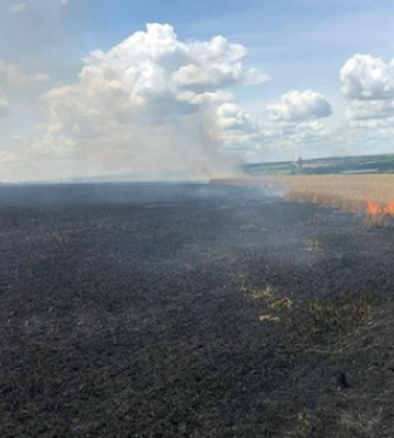 На Донеччині обстрілами знищено 740 га пшениці