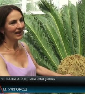 На Закарпатті унікальна рослина «зацвіла» (відео)