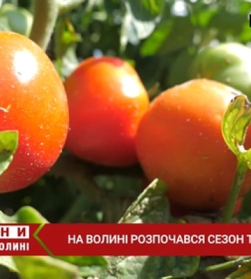 Продають дешево, збираєш власноруч: під Луцьком вирощують поля помідорів