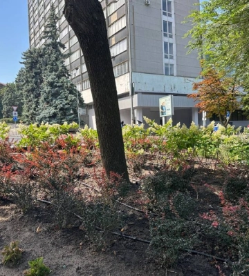 У Дніпрі невідомі крадуть квіти з центральної алеї парку Шевченка