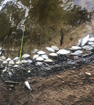 На Андріївському озері стався замор водних біоресурсів