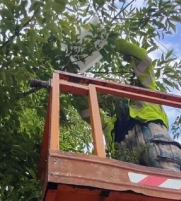 Наче сніг влітку: ковельчани продовжують боротьбу з нашестям білого метелика